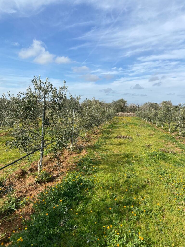 Olivami: un progetto di rinascita per le campagne pugliesi