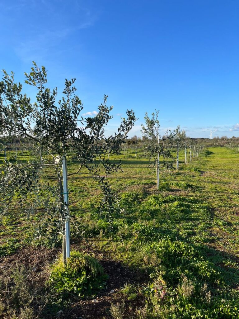 Olivami: un progetto di rinascita per le campagne pugliesi