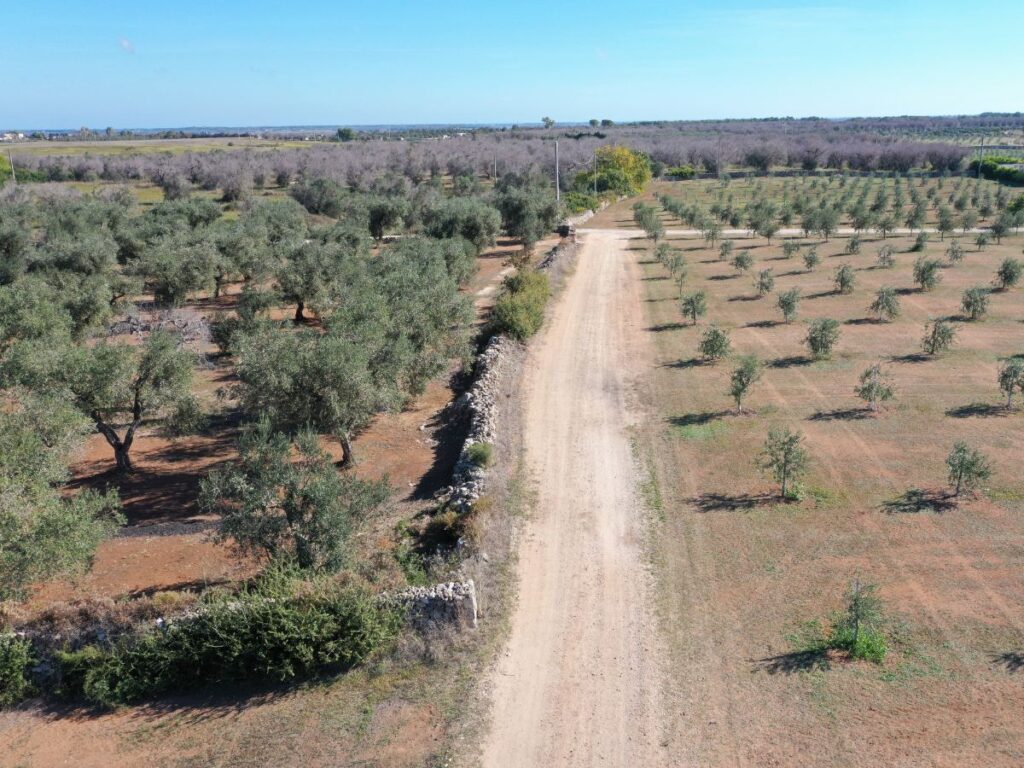 Olivami: un progetto di rinascita per le campagne pugliesi