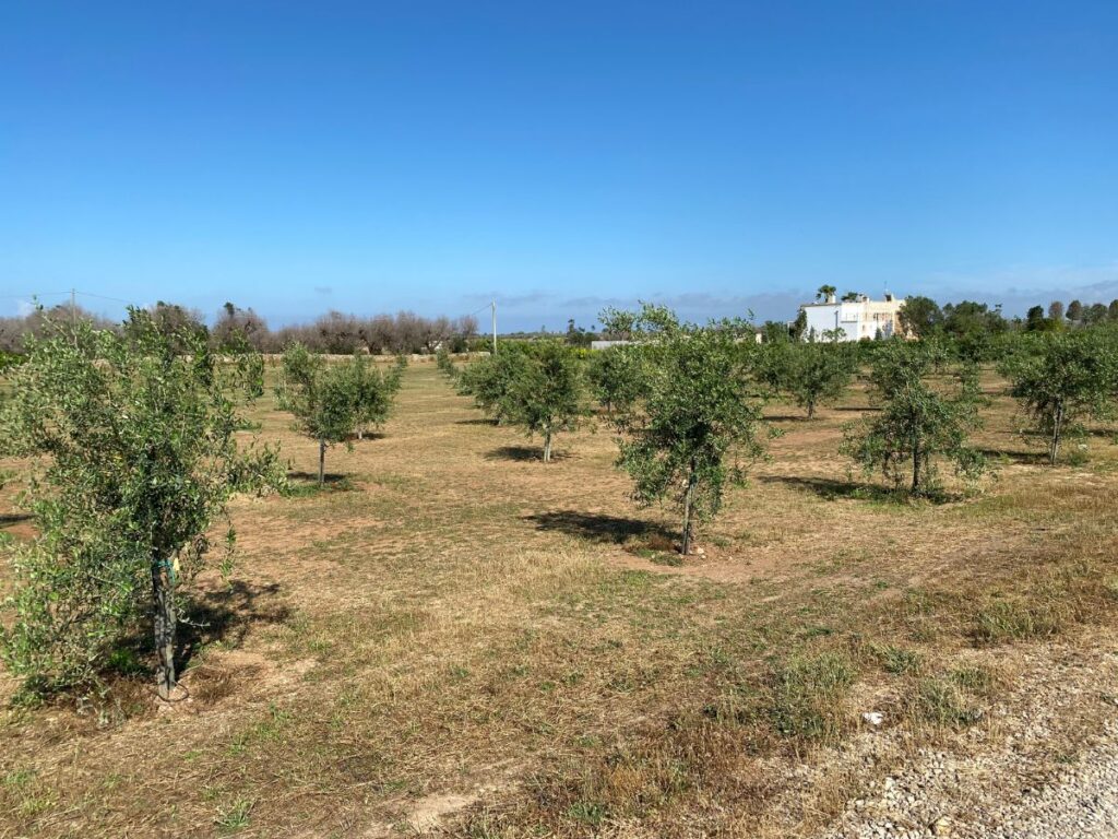 Olivami: un progetto di rinascita per le campagne pugliesi